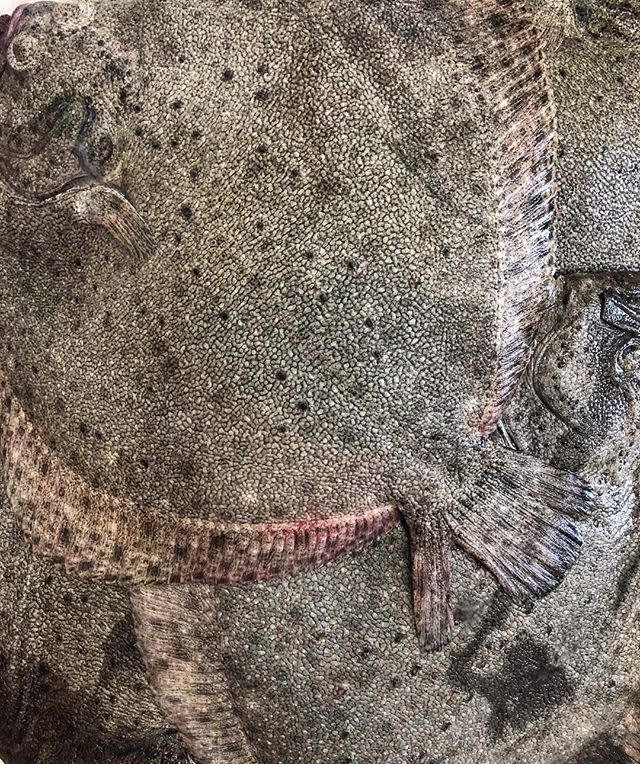 vetricucinaphl's tweet photo. Here fishy fishy🐟 🐠
.
@chefchriscosentino #offalgood
.
.
.
#vetricucina #cookbook #turbot https://t.co/psxl7tZTGr https://t.co/SwbpxRrfMg