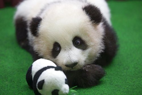Baby panda with a stuffed panda being cute.