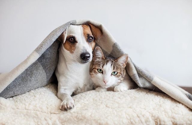 Assisi_Wear's tweet photo. You're my favorite hello and my hardest goodbye 😍

🛍: https://t.co/ftsozIHR0G 

#Assisiworkoutwear # Adopdontshop #Loveallanimals #care #animals #animal https://t.co/5QxSWfm648