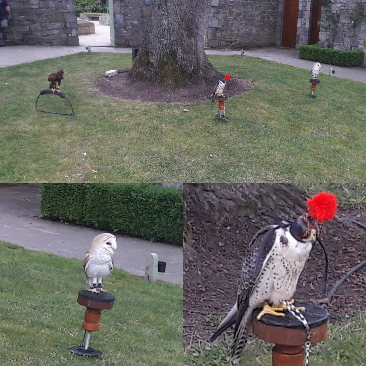 ecfalconry's tweet photo. Rings delivered today at Cliff at Lyons and guests entertainment.##eastcoastfalconry #cliffatlyons #weddings #ringbearer #owls #birdsofprey https://t.co/48muzWcgH6