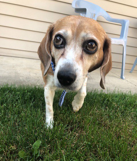 beaglefreedom's tweet photo. US MIDWEST! – R+FP received a call from a veterinary clinic asking if we could help. Missy’s people brought her in to be euthanized, but the vet and staff could not do it. You see, Missy is old, Missy has accidents in the house now, and Missy sometimes has seizures. See THREAD. https://t.co/WBZ415R2vn