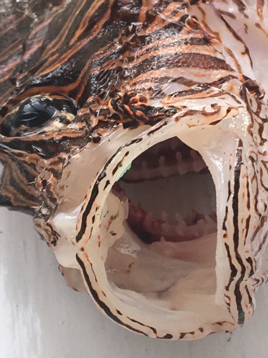CTSEAST's tweet photo. Another one bites the dust #lionfish #mcc @BioRadEducation https://t.co/T93h6ZfdOl