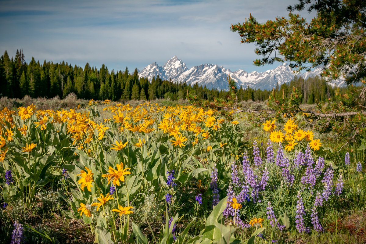 jhski's tweet photo. Colors of the valley. #jhdreaming #jacksonhole #findyourpark https://t.co/r5Gk1cfJDu