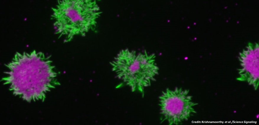 scisignal's tweet photo. #BCellReceptor signaling requires the kinase activity of the TRPM7 ion channel-kinase @UofT @bebhinn_treanor #microscopy https://t.co/yVzN2OkmVz https://t.co/Rs3M4lV9wA