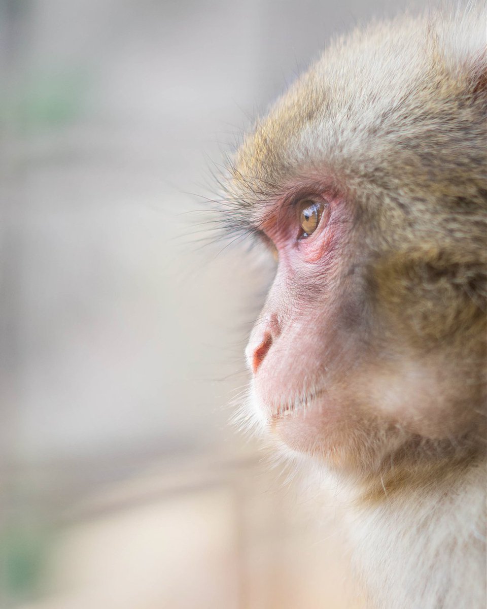Kyle__Becker's tweet photo. Kyoto, Japan
Every time I meet a monkey I'm proud of being a human. Monkeys are assholes - evolution has brought us a long way. https://t.co/q1FktKqYap