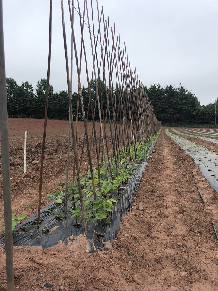 All of our crops are going in well @DartsFarm, but a little rain wouldn’t go  amiss. #runnerbeans #salads