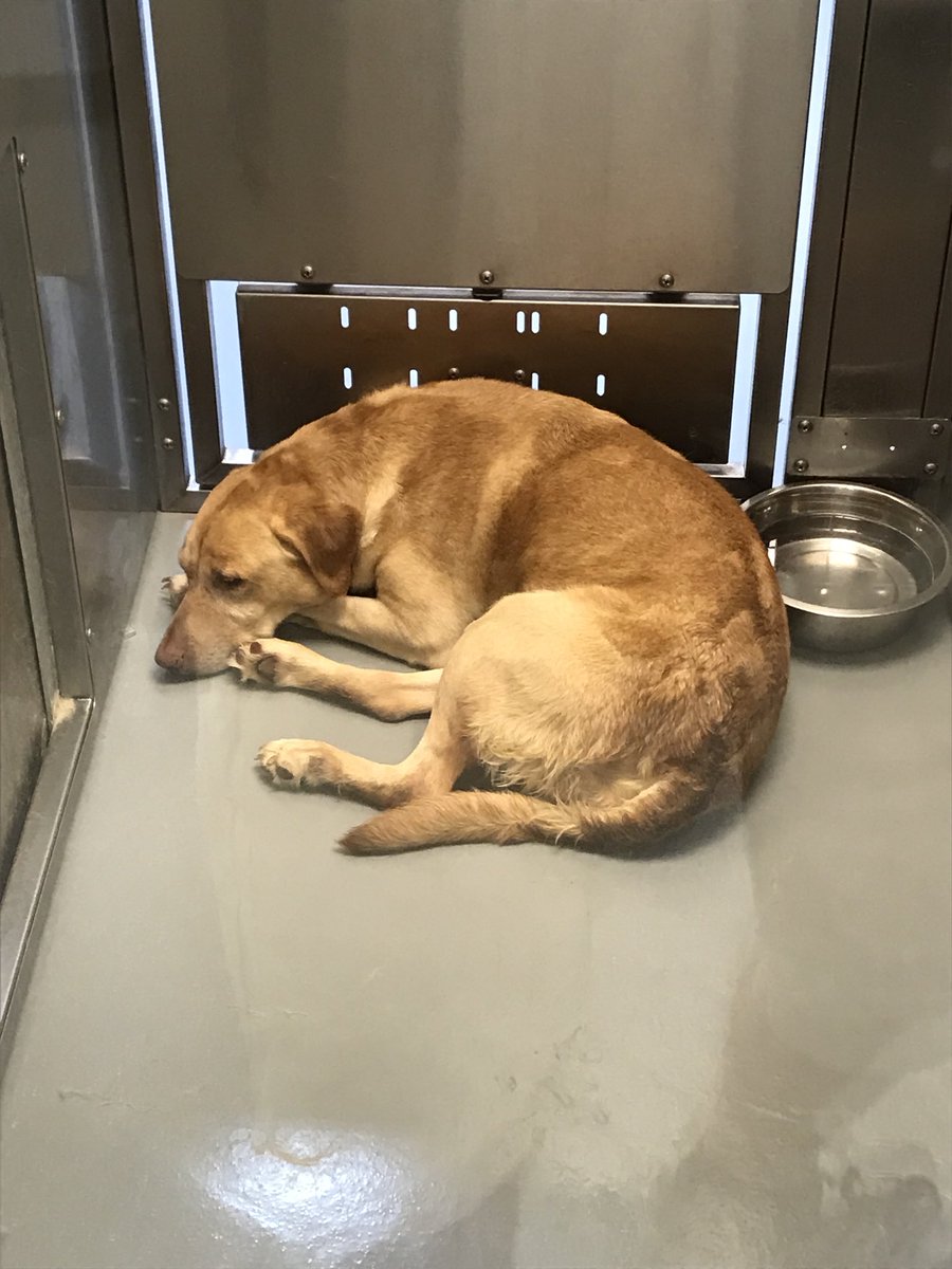 HSNTinderKeller's tweet photo. Before you go to Petsmart to buy, remember that we have a great selection of animals up for adoption at HSNT! https://t.co/60d50YRccf