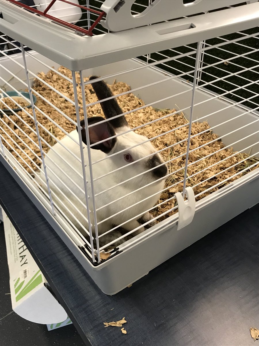 Before you go to Petsmart to buy, remember that we have a great selection of animals up for adoption at HSNT!