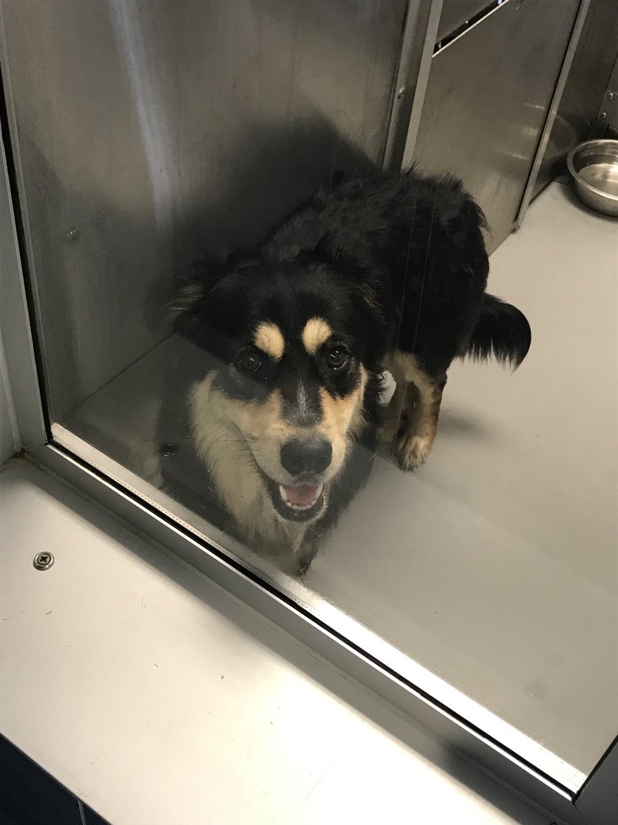 HSNTinderKeller's tweet photo. Before you go to Petsmart to buy, remember that we have a great selection of animals up for adoption at HSNT! https://t.co/60d50YRccf
