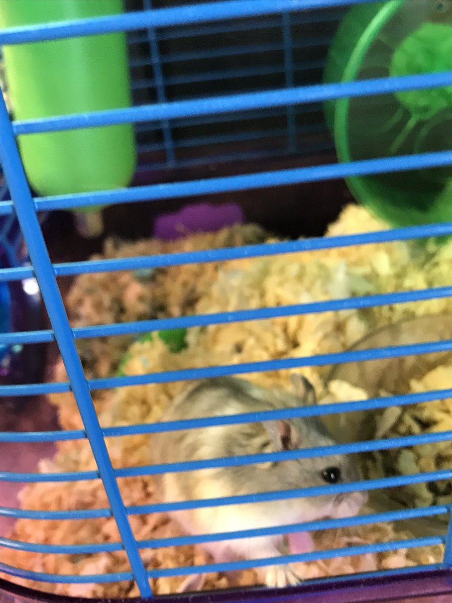 HSNTinderKeller's tweet photo. Before you go to Petsmart to buy, remember that we have a great selection of animals up for adoption at HSNT! https://t.co/60d50YRccf