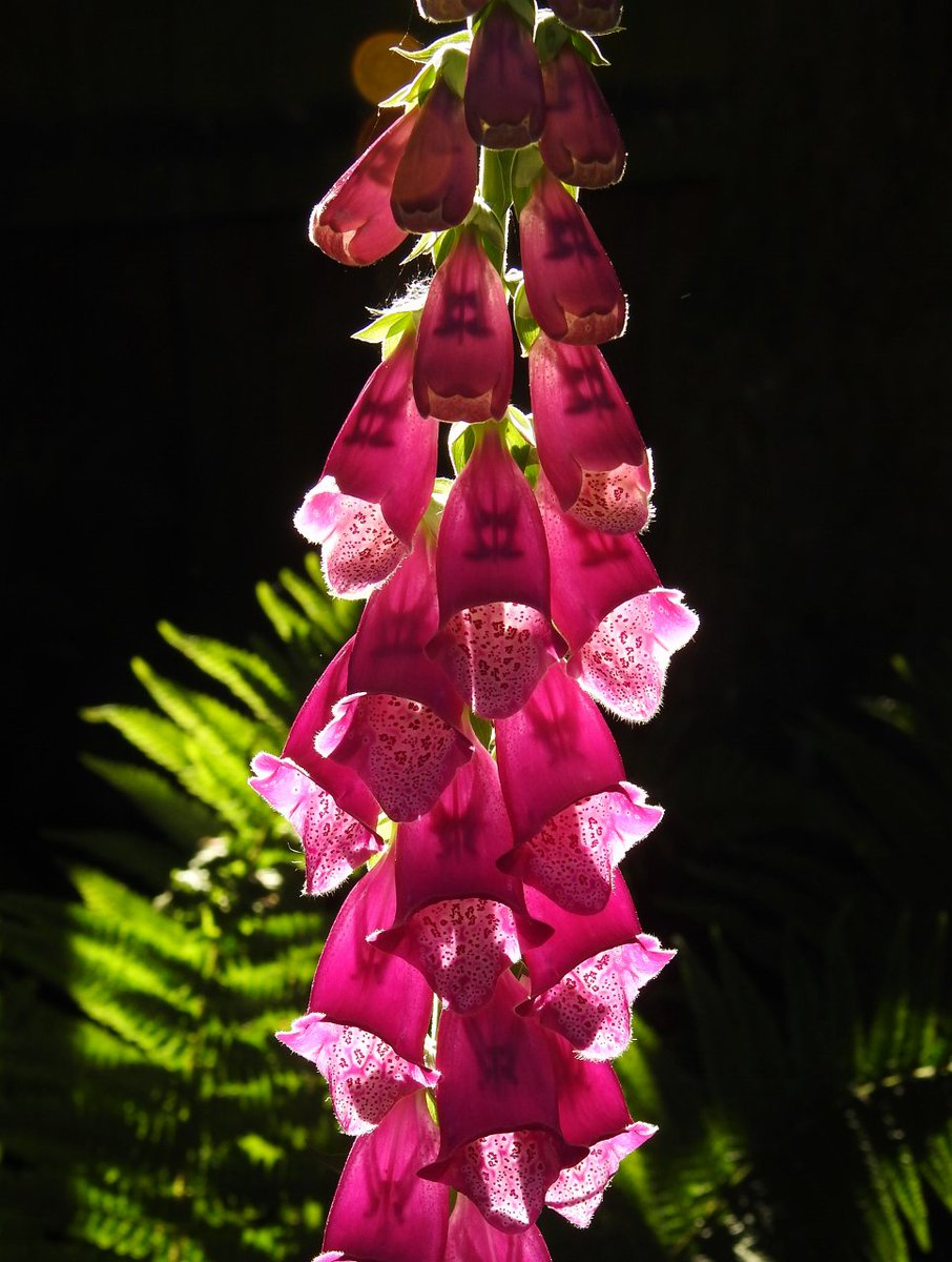 CRCuthbert's tweet photo. Foxgloves made translucent by the strong afternoon sunlight in my garden today https://t.co/lK0VcwEkEV