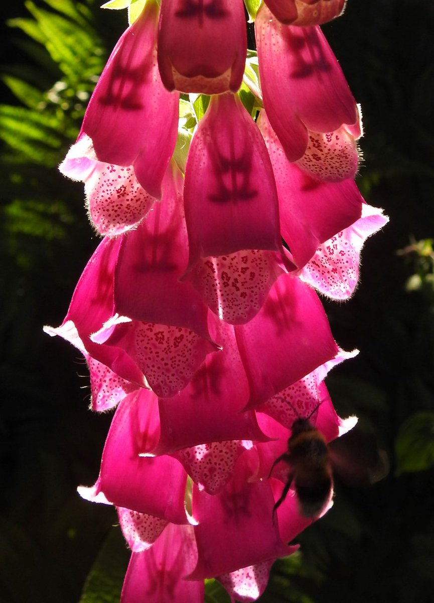 Foxgloves made translucent by the strong afternoon sunlight in my garden today