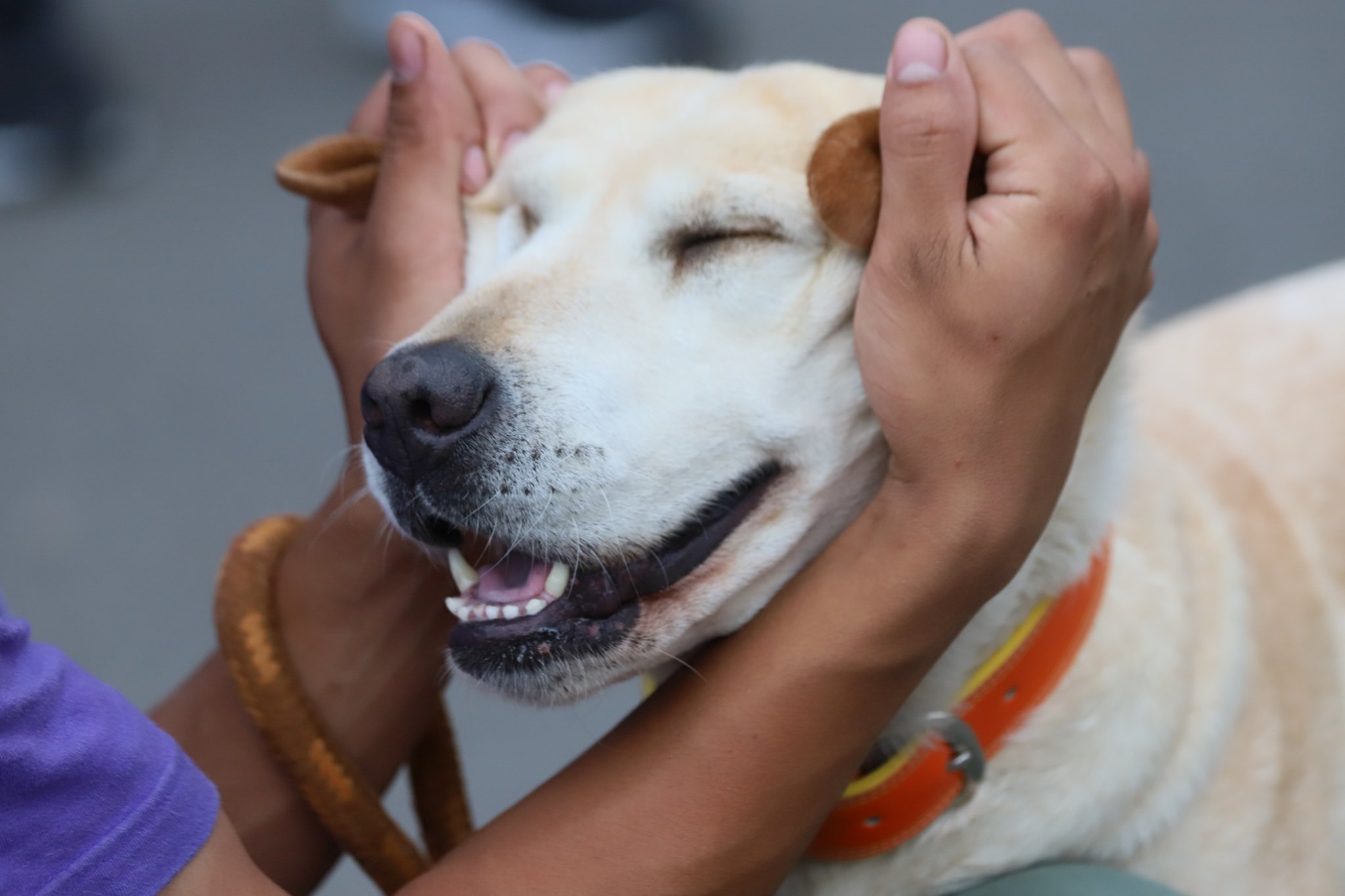 Kanou 東武動物公園 ラブラドールレトリーバー きなこ とみおかお兄さんと仲良しさんですね お散歩楽しそう