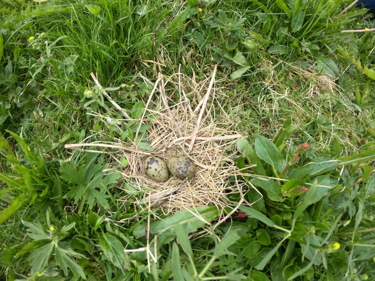 DrLucyHawkes's tweet photo. Arctic terns have started laying in Iceland - @freydisvigfus @maxwell_lab @nicoleparr12and I are about to start deploying state of the art @pathtrackltd and Technosmart GPS & accelerometry tags on the parents to track their #longestmigration - watch this space! #tinaterna #jsku https://t.co/t7KlXf24EH