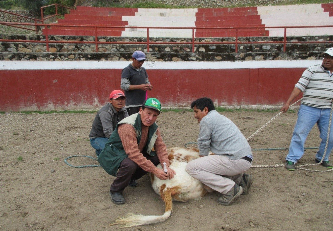 DraApurimac's tweet photo. #DRAApurímac: Se atendió cerca de mil cabezas de ganado en los distritos de Pocohuanca (Chanta), Juan Espinoza Medrano (Mollebamba), Yanaca (Sarayca) y Antabamba (Mollocco) de la provincias de #Antabamba.
#RediagroApurímac #Rediagro #PPR068 #MINAGRI https://t.co/nNK0bSdoSs