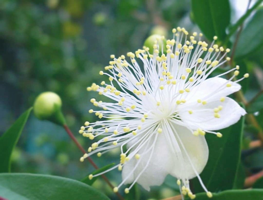 Commonmyrtle Twitter Search Twitter