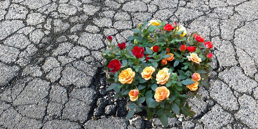 PDX_BizAlliance's tweet photo. Everything's NOT coming up roses, when it comes to the potholes in #Potholelandia... https://t.co/VP2JTLXQnQ #contest #win #pdxtraffic #pdx #MondayMotivation #PortlandBusinessAlliance https://t.co/9fNOEvSvYq