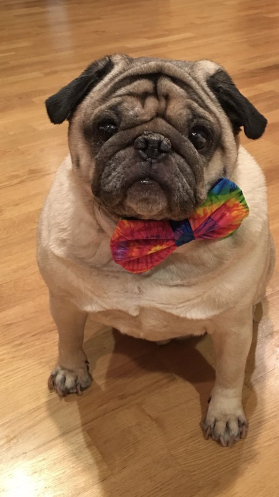 pigskinpug's tweet photo. Guys. Mum thought I had a simple kidney infection, but it looks like it’s something called TCC. Don’t worry. I have X-rays and tests coming up, but I got this. Mum might need some support, though. #pugsrule #kickcancersbutt https://t.co/88uECdccTG
