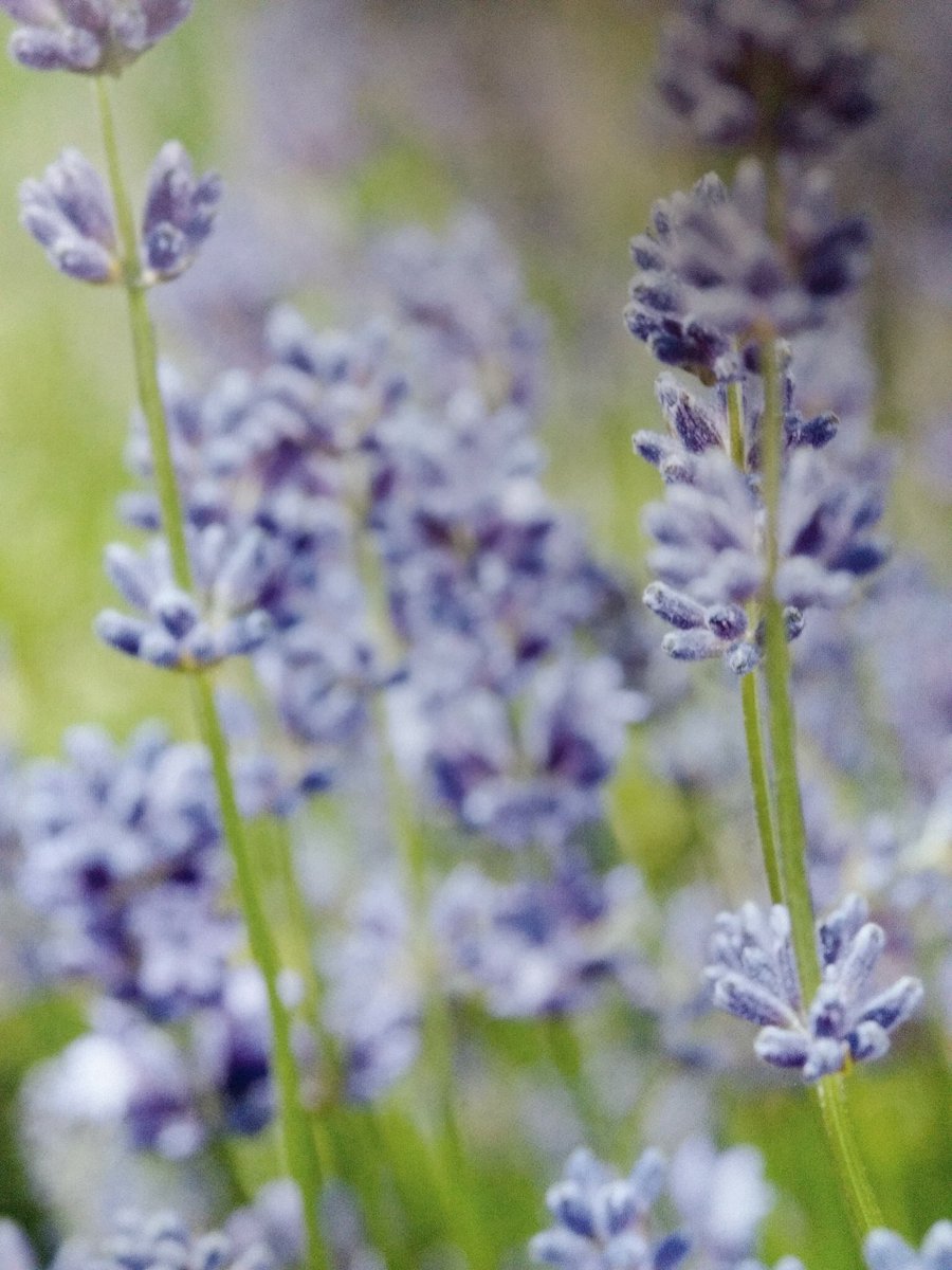 Karmaroom's tweet photo. International Aromatherapy Awareness week begins in full swing.. Massages, air diffusers and Neal’s Yard Organic Remedies! ❤️❤️❤️❤️ https://t.co/YJZq3vi6fW