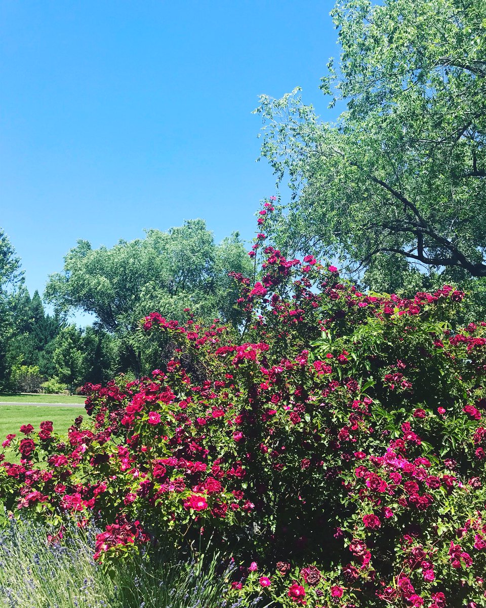 KevinBrunson's tweet photo. #RunStreak day 3902, #MondayEasyRun 10.01 miles.ππ»#RunEveryDay #BQ02242018 #Boston2019 #MarathonTraining #RunningForMentalHealth #RenoNevada
#RunningForFun #EclipseRunning
#RoadRunning #LoveToRun #Lakeside #GreenField #Sharon #VirginiaLake https://t.co/HxeRJIipLm