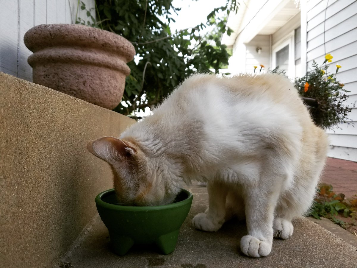 CatNamedCarmela's tweet photo. As long as Barry and Earnie keep bringing me food on the back steps I'm fine. 100°? Who cares? I stay under the house. #IndependentCat #OutsideCats #OutdoorLife #CatsOfInstagram #CatsOfTwitter #RoughingIt https://t.co/cET7Vdk9y3