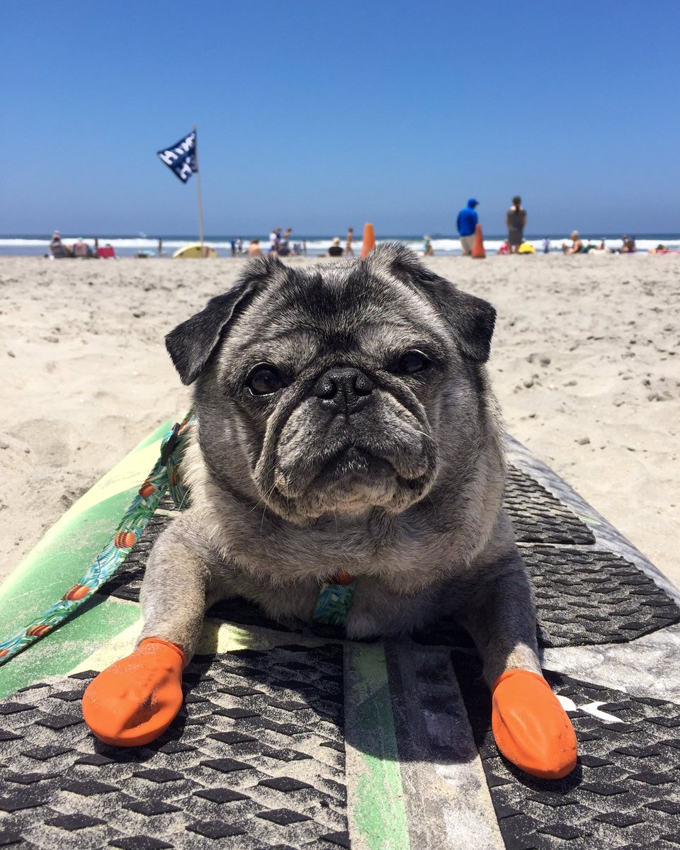 The sand is lava! 🔥 My feet are safe though! 😄 #dogboots #surfer #pug #pugs #puglife #dogs #beach #delmar #sandiego