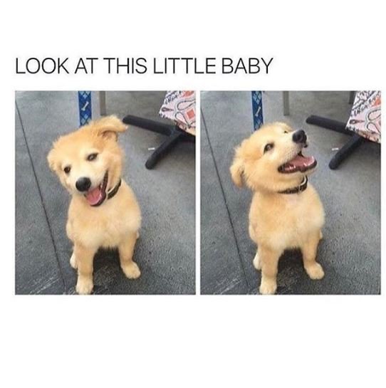 tartecosmetics's tweet photo. The paw-fect perk-me-up 🐶💜 #tartetalk #memes 📸: accurate (IG) https://t.co/D5WkHzmjuE