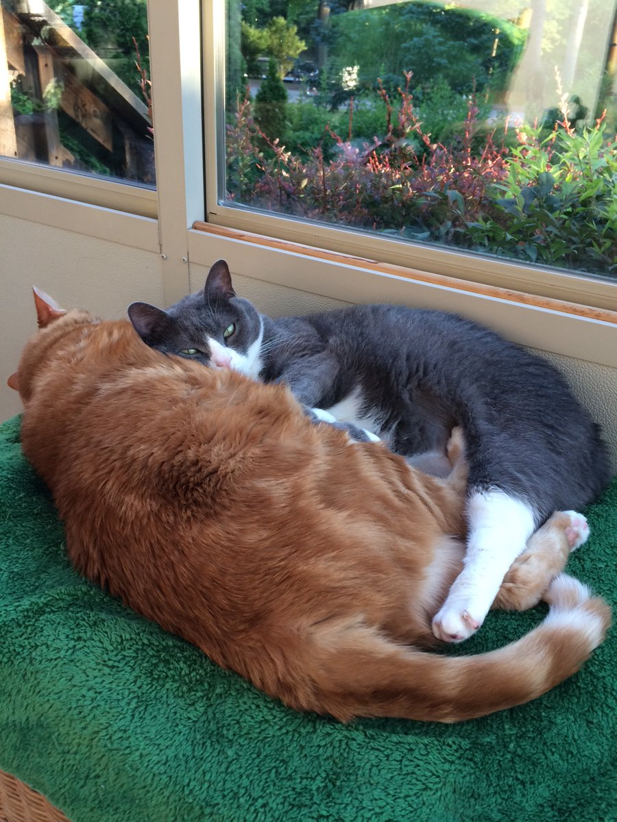 feralcatgang's tweet image. Good night all. I hope you find your own fluffy, furry, purring  CAT PILLOW to sleep on tonight. 😴#Smokeykat #catsoftwitter #catpillow