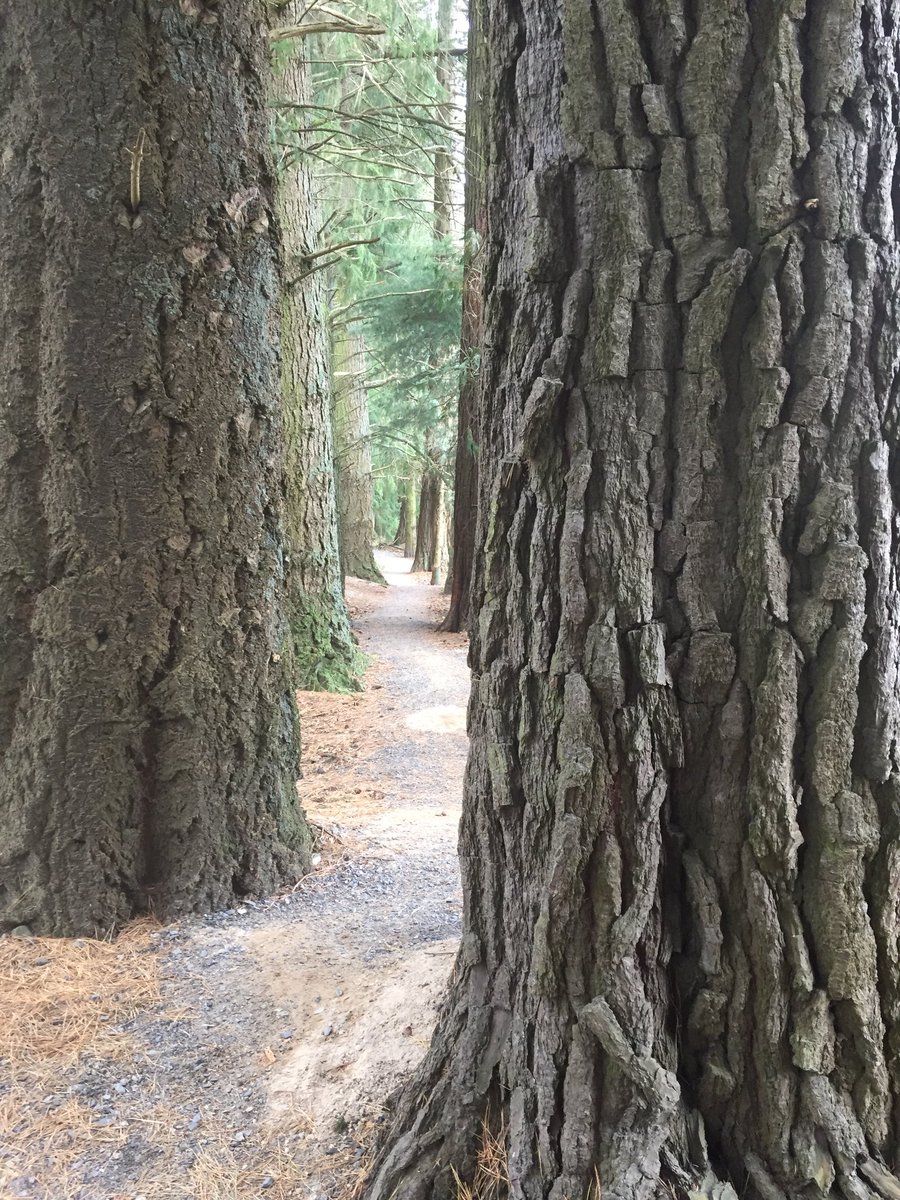 Walking the #Methven #walkway . #walking #forest #river #pinedale