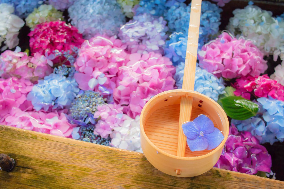 きょう 色んな撮り方で ここの手水舎に沢山の人が集まっていました 私もその中の一人です 笑 御裳神社 神社 手水舎 紫陽花 花 梅雨 6月 季節の花