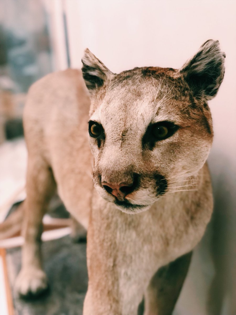 TheCoug_'s tweet photo. Conner Museum was our first stop π It has the largest public collection of birds and mammals in the PNW π¦ We even found a cougar! #pullmanallsummer #openallsummer #gocougs https://t.co/wa3z5ZKdfx