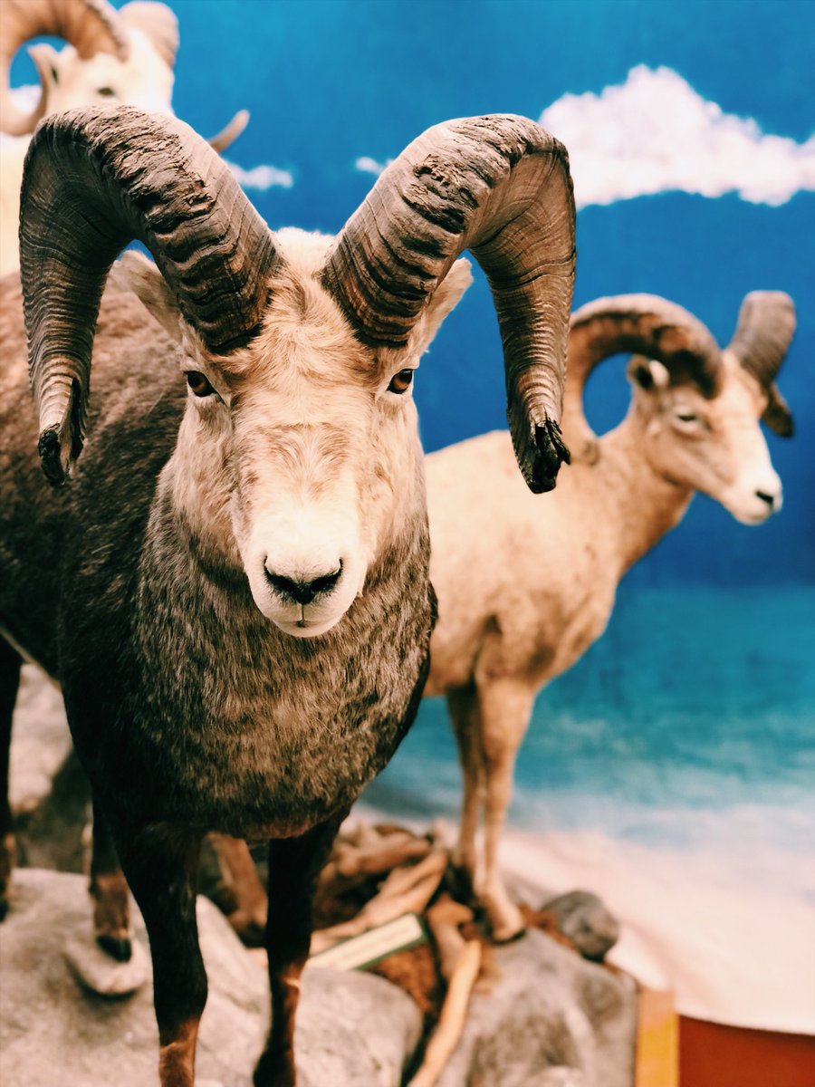 TheCoug_'s tweet photo. Conner Museum was our first stop π It has the largest public collection of birds and mammals in the PNW π¦ We even found a cougar! #pullmanallsummer #openallsummer #gocougs https://t.co/wa3z5ZKdfx
