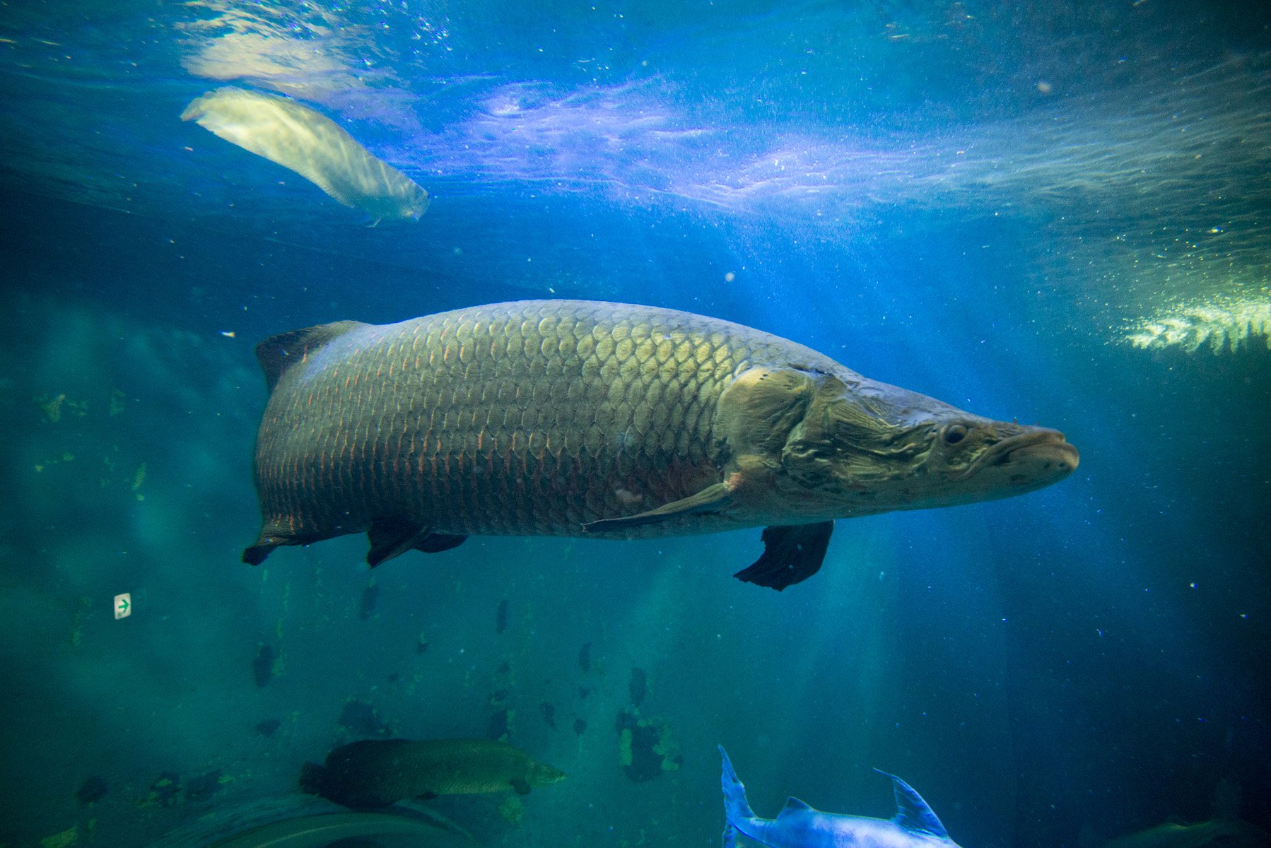 神戸市広報 きょうのどうぶつ スマスイ Sumasui Kobe のアマゾン館には 世界最大級の淡水魚ピラルクなど巨大魚たちもいます T Co Hwesdkzyp2 Twitter