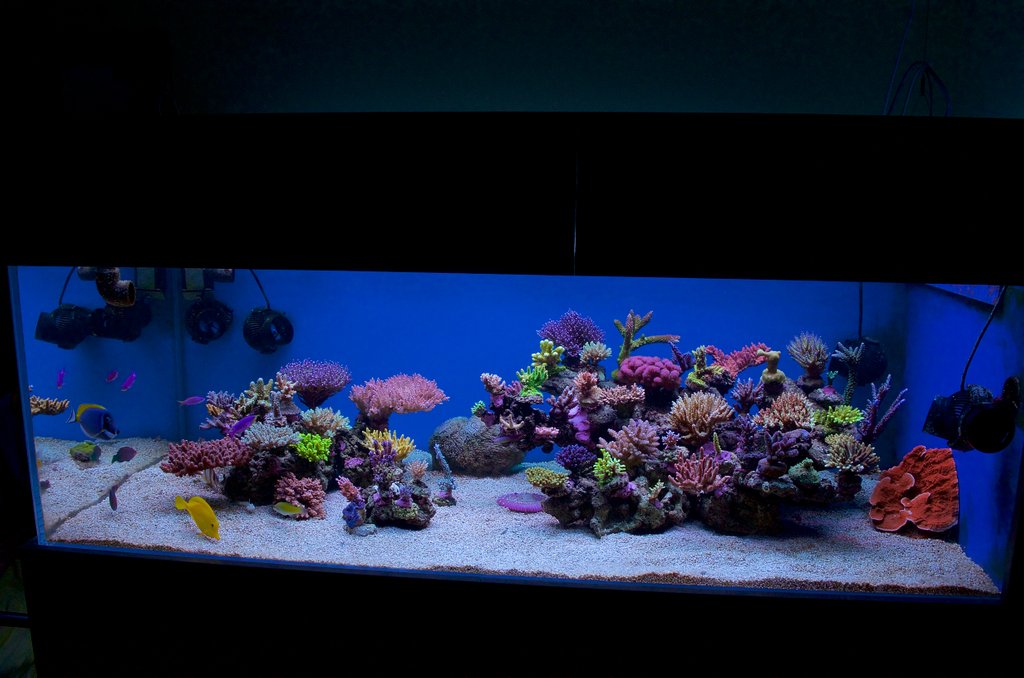 REEF2REEF's tweet image. Ever wonder what the experts say are the ideal tank parameters? In this article, Randy Homes-Farley lays out his take on the ranges we should aim for! This one is definitely worth reading! buff.ly/2MhVla7