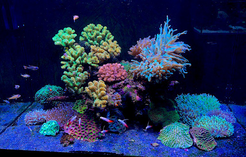 reefbuilders's tweet image. Aquarium Makeover of a Red Sea Max at Nature Aquariums dlvr.it/QWz9bg
