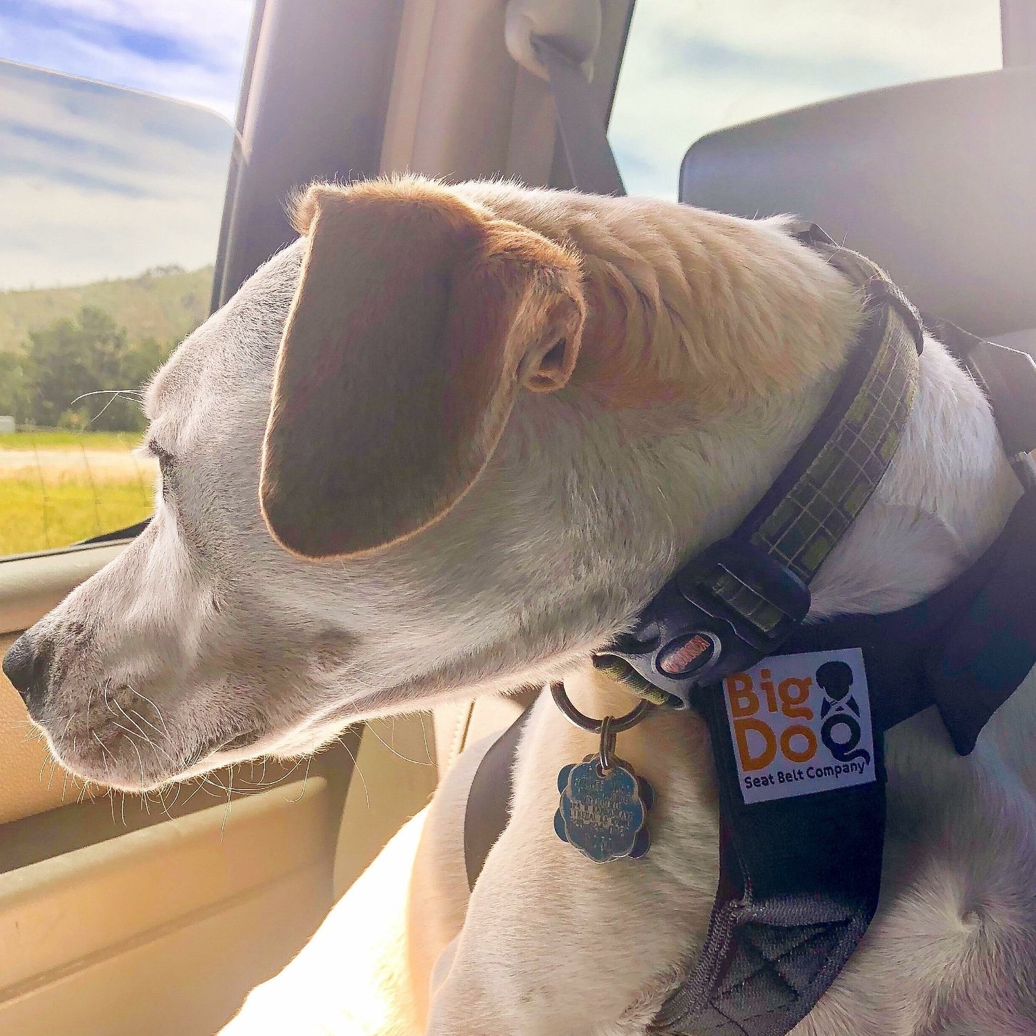 big dog seat belt company