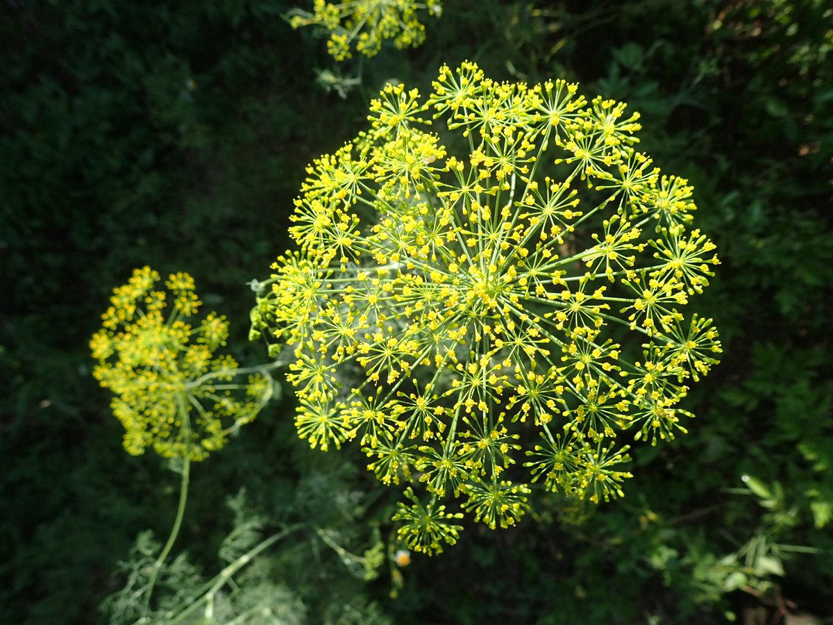 Nauhia Herb Ar Twitter ディル イノンド の花が満開 5000年前のエジプトやローマ時代のイギリスでも使われていたハーブで 中世には魔術を防ぐためにも使われたとか セリ科の好きなアカスジカメムシがご訪問 ディル アカスジカメムシ