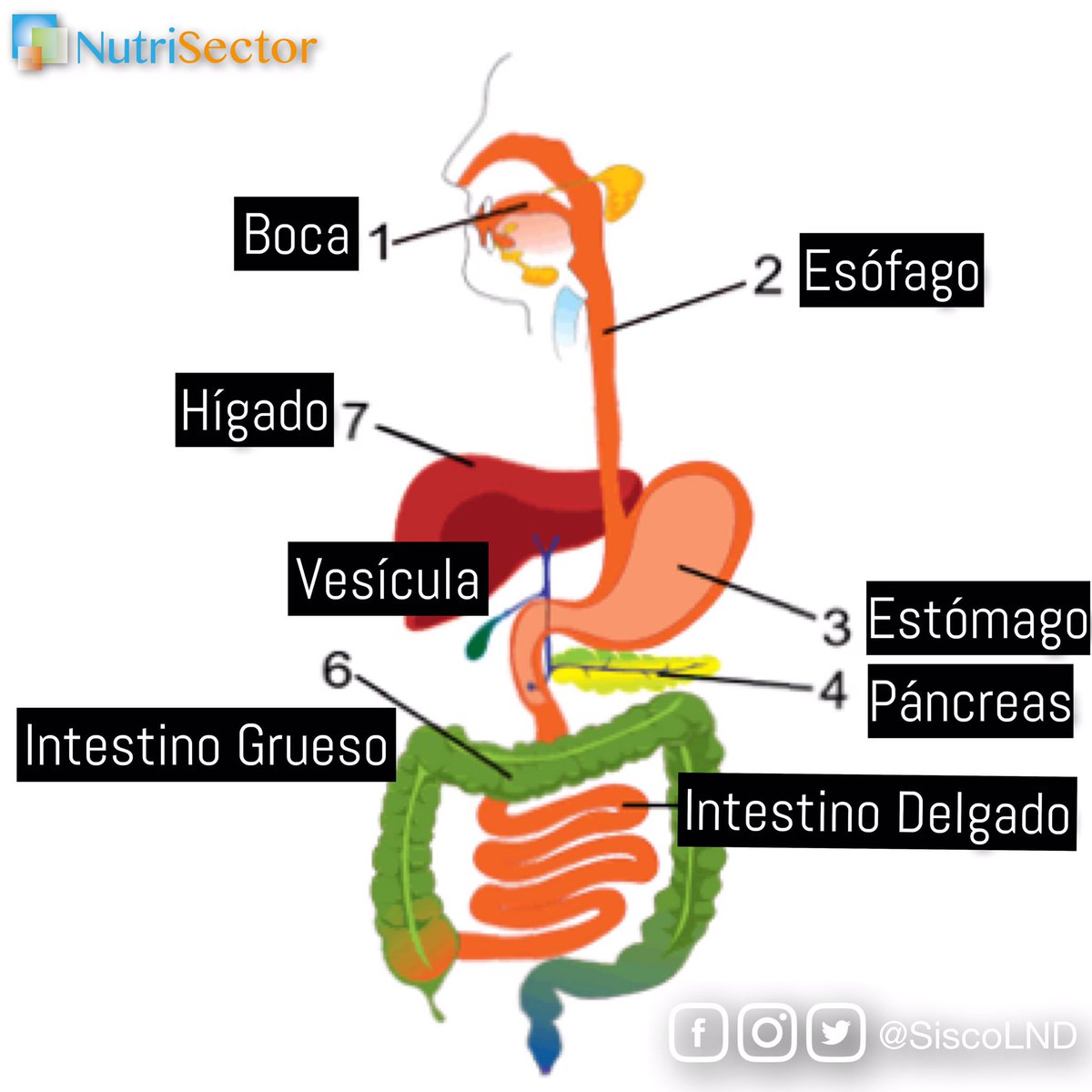 ¿Qué factores pueden afectar nuestra salud gastrointestinal? Hoy hablamos de esto en #NutriSector en la Parte2 de #detox #gihealth Aquí les comparto el enlace facebook.com/red93fm/videos… #rdchat #verdadnomoda #nofaddiets