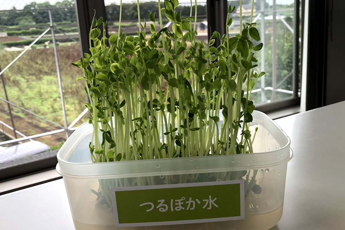 『つるぽか水』で育てる豆苗 七日目
おぉ🧡
植物を育てるのは久々なので
こんなに成長することに感動😃
まっすぐに伸びてます〜🍀
#豆苗 #つるぽか #回生堂 #酵素風呂