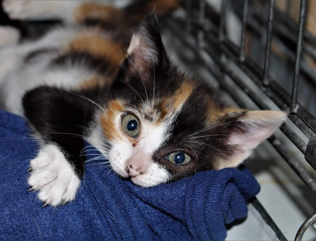 IsaAranjuez's tweet photo. Un hogar para #MENGAN, tirada al pantano vde de Málaga.
Difunde, por favor 💜
En @protemalaga
Si estás interesado/a o necesitas más información, escríbe a gatos@protectoramalaga.com o también por teléfono 951 94 69 77 https://t.co/tUpVhsS9aZ