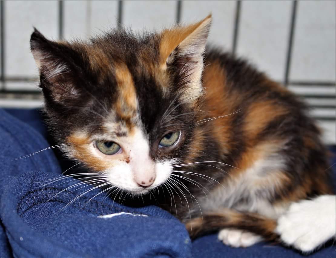 IsaAranjuez's tweet photo. Un hogar para #MENGAN, tirada al pantano vde de Málaga.
Difunde, por favor 💜
En @protemalaga
Si estás interesado/a o necesitas más información, escríbe a gatos@protectoramalaga.com o también por teléfono 951 94 69 77 https://t.co/tUpVhsS9aZ