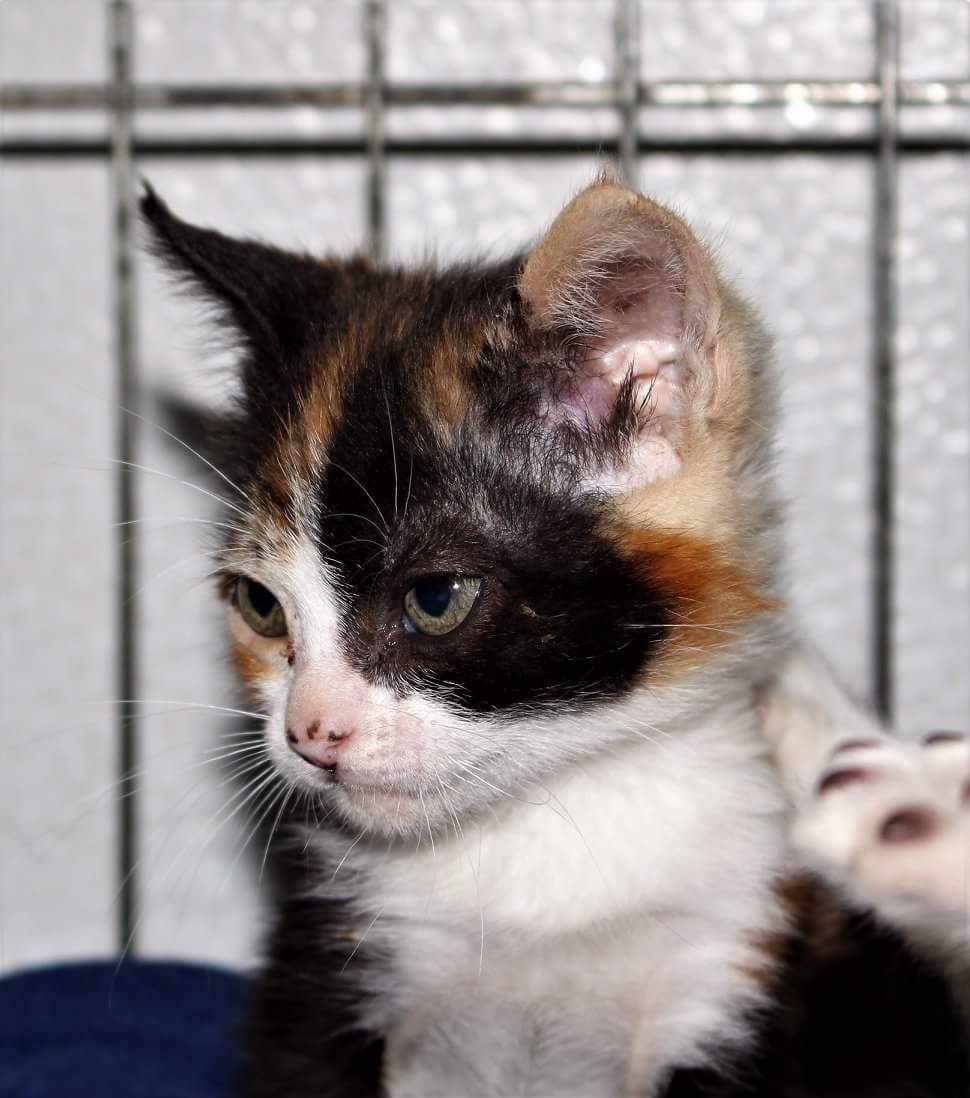 IsaAranjuez's tweet photo. Un hogar para #MENGAN, tirada al pantano vde de Málaga.
Difunde, por favor 💜
En @protemalaga
Si estás interesado/a o necesitas más información, escríbe a gatos@protectoramalaga.com o también por teléfono 951 94 69 77 https://t.co/tUpVhsS9aZ