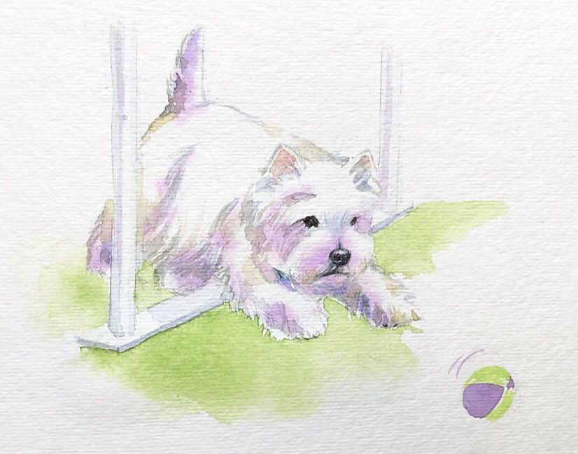 thewestiegang's tweet photo. #30x30directwatercolor2018  Brooke’s first 2x2 weave pole class. https://t.co/vZoJhSnZSD