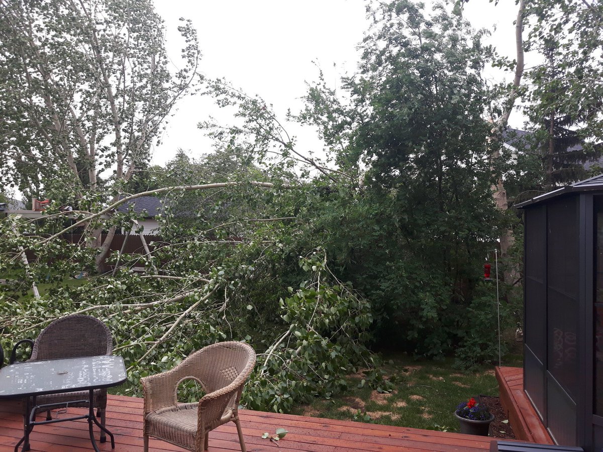 birgitblizzard's tweet photo. 20+ years ago we planted 4 $8 poplars.  Now costing us much more to clear away another one. #crazyalbertawinds https://t.co/D88ISUfH2A