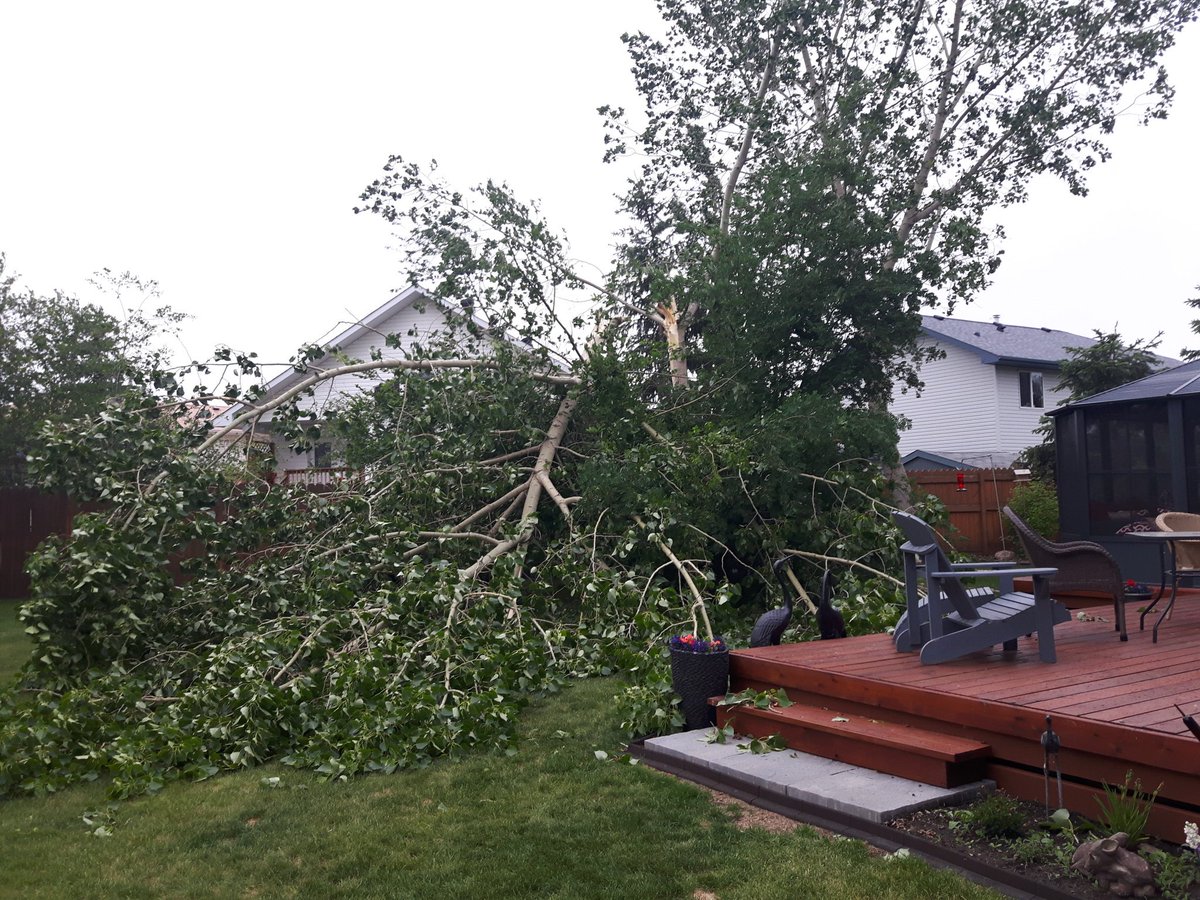birgitblizzard's tweet photo. 20+ years ago we planted 4 $8 poplars.  Now costing us much more to clear away another one. #crazyalbertawinds https://t.co/D88ISUfH2A