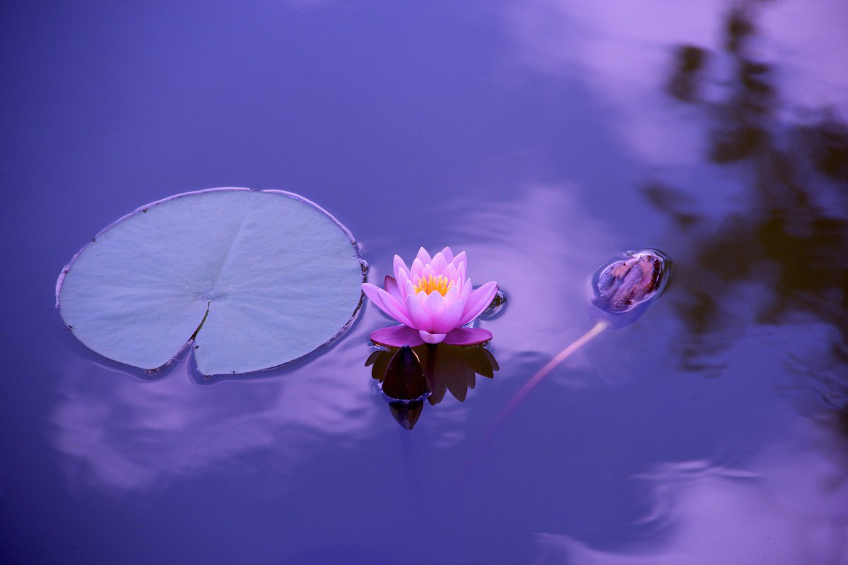 HD Wallpapers on Twitter: "Beautiful 👌Pink Lotus Desktop ...