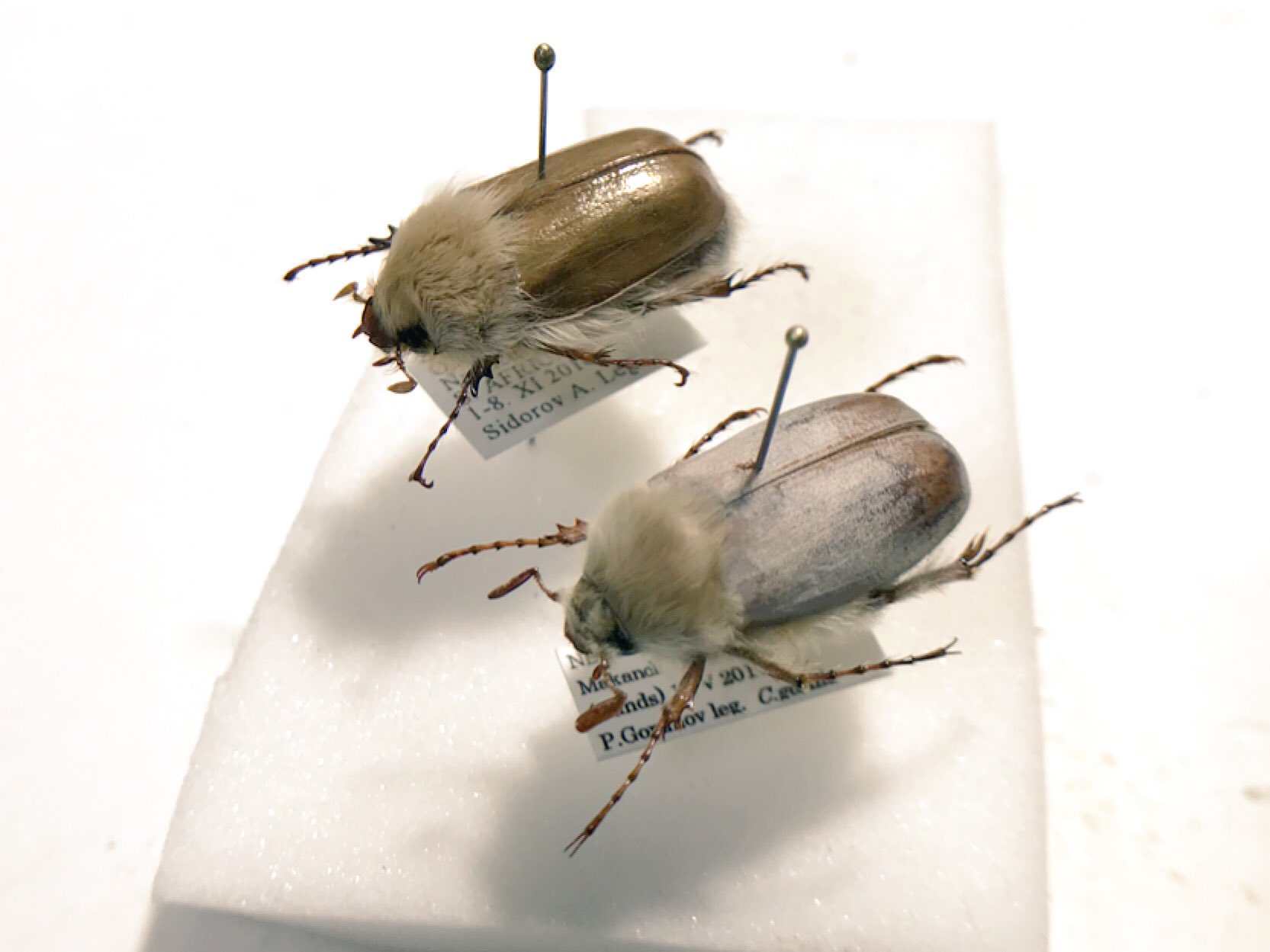 立派な立て髪を持つライオンコガネ③【標本】 立派な立て髪を持つライオンコガネ【標本】 - メルカリ