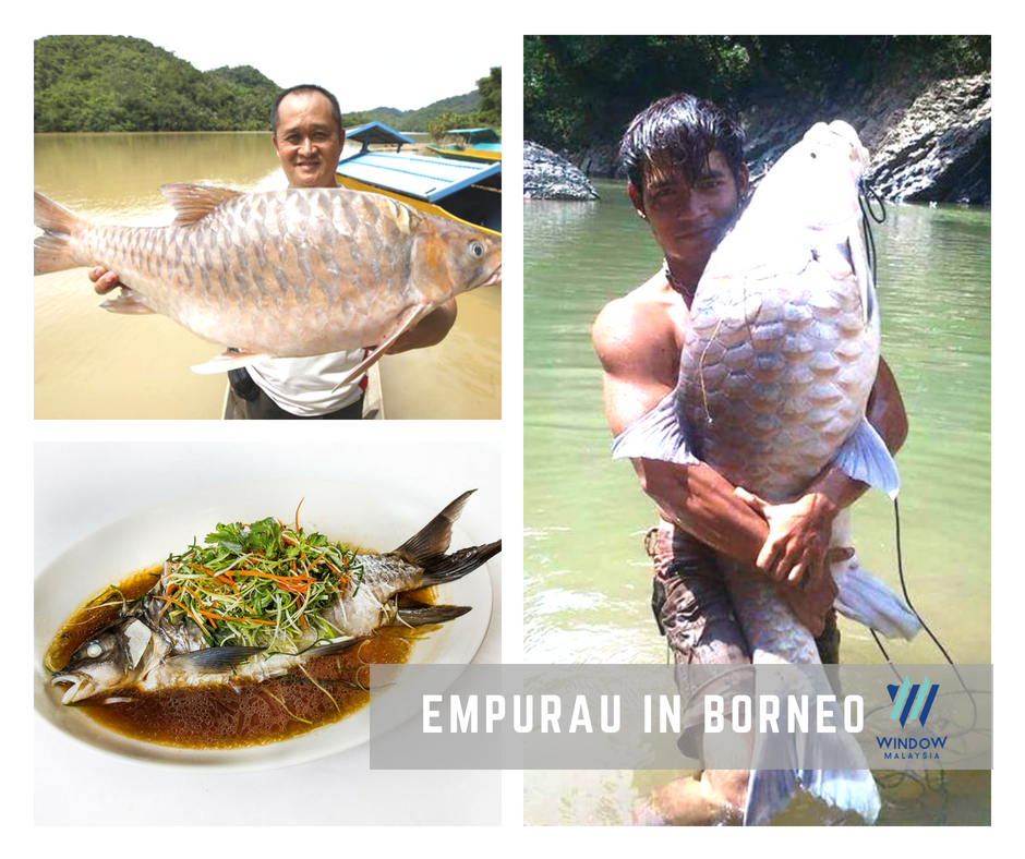Freshwater Edible Fish