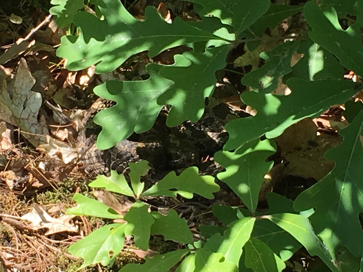 bucknleaf's tweet image. Can you spot the Sistrurus catenatus (Massasauga Rattlesnake) @McCraeLake?