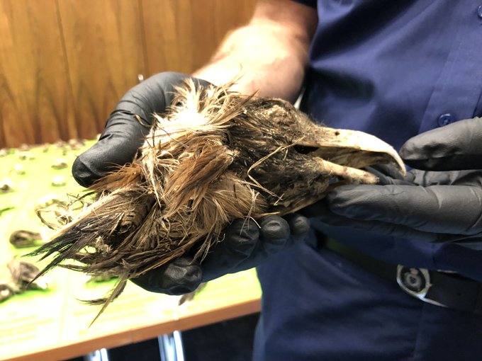 Mass Slaughter Of Wedge-tailed Eagles Could Have Australia-wide Consequences